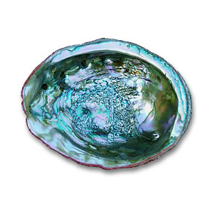Conchiglia di abalone iridescente