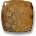 Cabochon di corallo fossile
