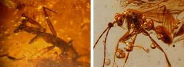Mantide religiosa sfortunata