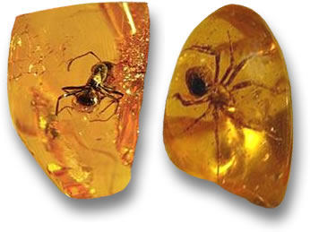 Una formica e un ragno congelati nel tempo all'interno dell'ambra baltica