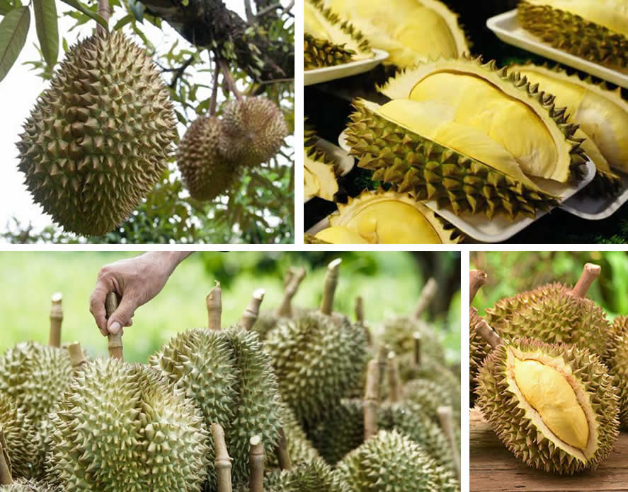 Durian: frutto puzzolente