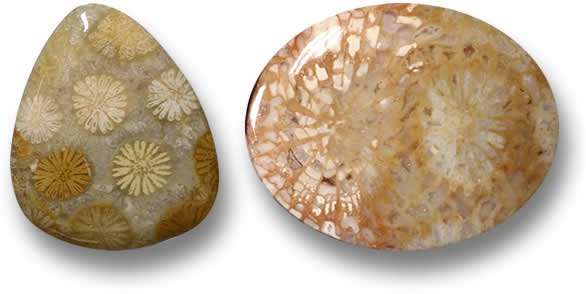 Corallo fossile sfuso in vendita