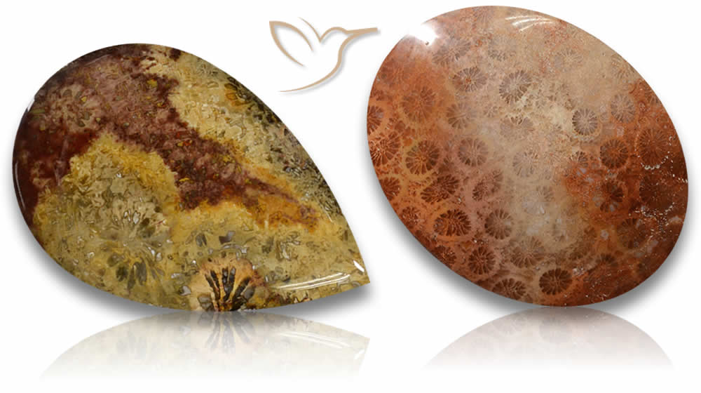 Pietre preziose di corallo fossile