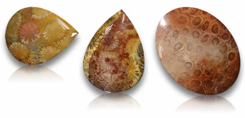 Gemme di corallo fossile
