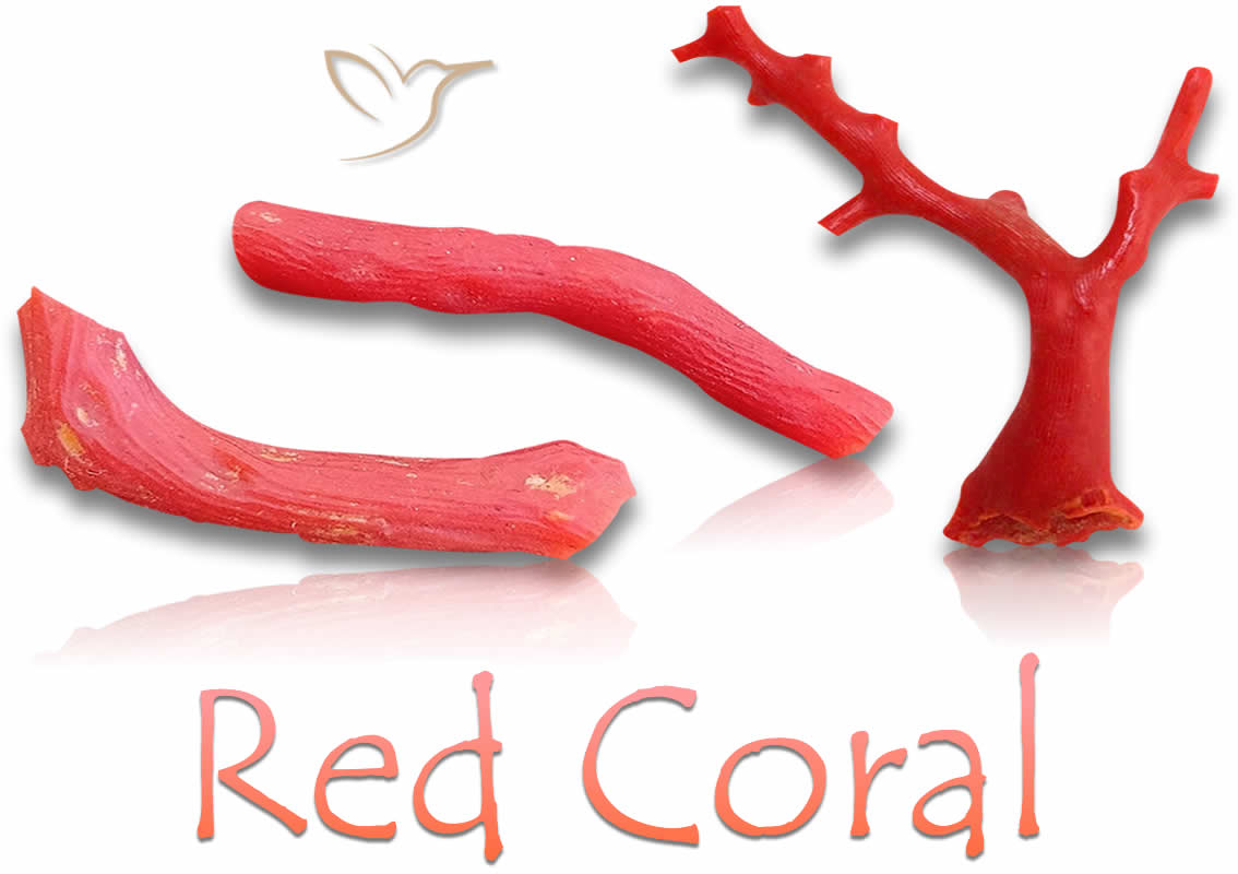 Pietre grezze di corallo rosso