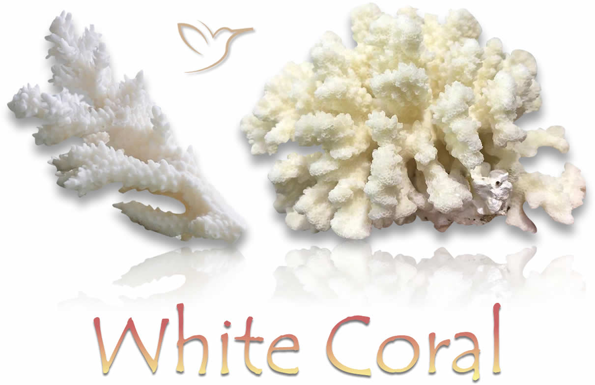 Pietre preziose naturali di corallo bianco grezzo