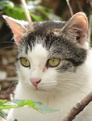Gemma di gatto un giorno