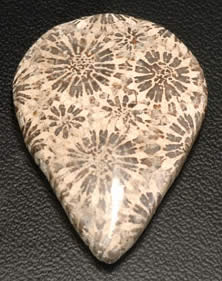 Corallo fossile naturale