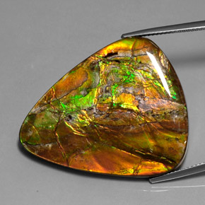 Ammolite naturale multicolore da 38,54 ct, trillion, opaco