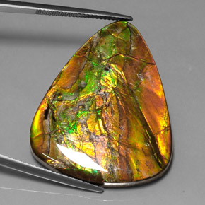 Ammolite naturale multicolore da 38,54 ct, trillion, opaco