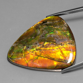Ammolite naturale multicolore da 38,54 ct, trillion, opaco