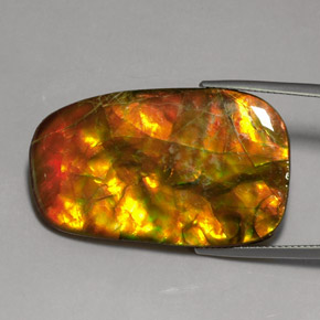 Ammolite Multicolore naturale da 24.17 ct, Forma fantasia, Opaco