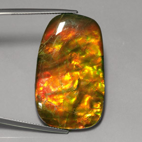 Ammolite Multicolore naturale da 24.17 ct, Forma fantasia, Opaco