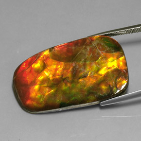Ammolite Multicolore naturale da 24.17 ct, Forma fantasia, Opaco