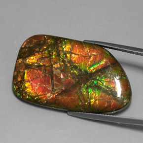Ammolite Multicolore naturale da 31.33 ct, Forma fantasia, Opaco