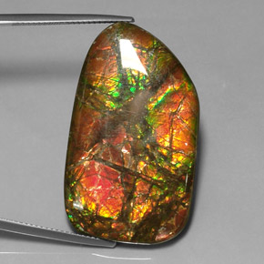 Ammolite Multicolore naturale da 31.33 ct, Forma fantasia, Opaco