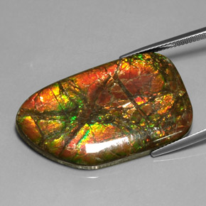 Ammolite Multicolore naturale da 31.33 ct, Forma fantasia, Opaco
