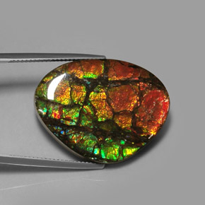 Ammolite multicolore naturale da 28,64 ct, forma fantasia, opaco