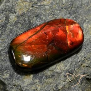 Ammolite naturale multicolore da 11,42 ct, forma fantasia, opaco