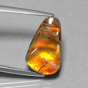 Ammolite Multicolore naturale da 5.20 ct, Forma fantasia, Opaco