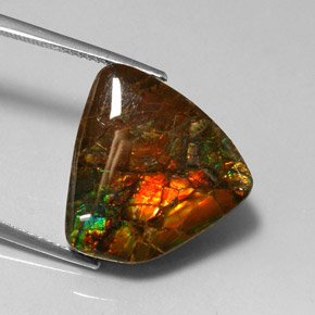 Ammolite Multicolore naturale da 11.39 ct, Forma fantasia, Opaco