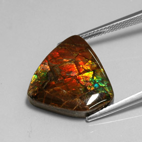 Ammolite Multicolore naturale da 11.39 ct, Forma fantasia, Opaco