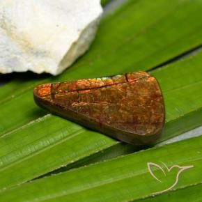 Ammolite Multicolore naturale da 15.23 ct, Taglio a fantasia, Opaco