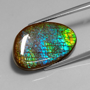 Ammolite Multicolore naturale da 16.45 ct, Forma fantasia, Opaco