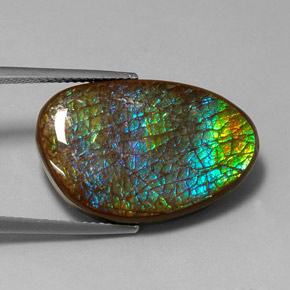 Ammolite Multicolore naturale da 16.45 ct, Forma fantasia, Opaco