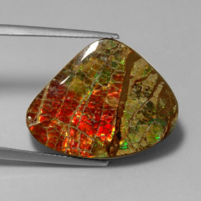 Ammolite naturale multicolore da 17,71 ct, forma fantasia, opaco