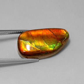 Ammolite Multicolore naturale da 10.78 ct, Forma fantasia, Opaco