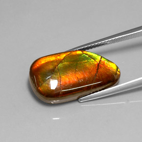 Ammolite Multicolore naturale da 10.78 ct, Forma fantasia, Opaco