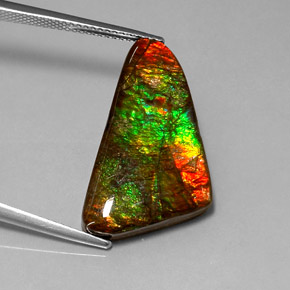 Ammolite Multicolore naturale da 12.85 ct, Forma fantasia, Opaco