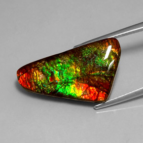 Ammolite Multicolore naturale da 12.85 ct, Forma fantasia, Opaco