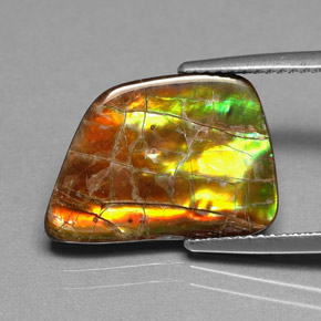 Ammolite Multicolore naturale da 6.82 ct, Forma fantasia, Opaco