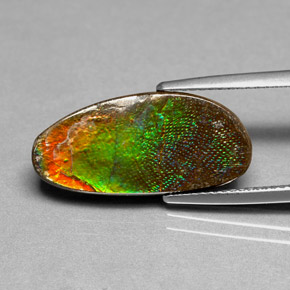 Ammolite Multicolore naturale da 6.03 ct, Forma fantasia, Opaco