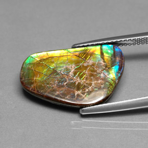 Ammolite naturale multicolore da 9,00 ct, forma fantasia, opaco