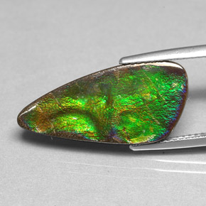 Ammolite Multicolore naturale da 6.97 ct, Forma fantasia, Opaco