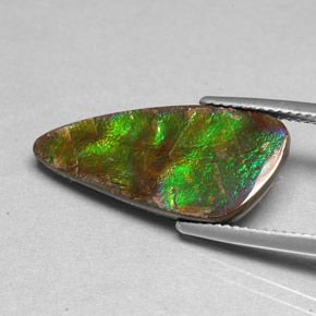 Ammolite Multicolore naturale da 6.97 ct, Forma fantasia, Opaco
