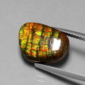 Ammolite naturale multicolore da 6,74 ct, forma fantasia, opaco