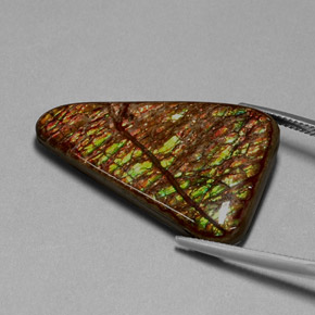 Ammolite Multicolore naturale da 31.62 ct, Forma fantasia, Opaco