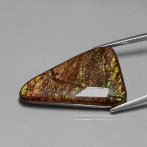 Ammolite Multicolore naturale da 31.62 ct, Forma fantasia, Opaco