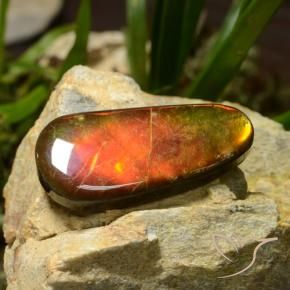 Ammolite Multicolore naturale da 23.51 ct, Taglio a fantasia, Opaco