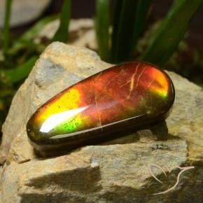 Ammolite Multicolore naturale da 23.51 ct, Taglio a fantasia, Opaco