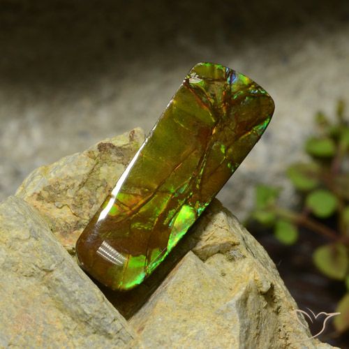17.42ct Naturale Multicolore Ammolite, Taglio a fantasia, Opaco