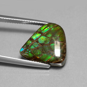 Ammolite naturale multicolore da 8,69 ct, forma fantasia, opaco
