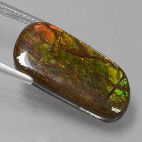 Ammolite Multicolore naturale da 9.77 ct, Forma fantasia, Opaco