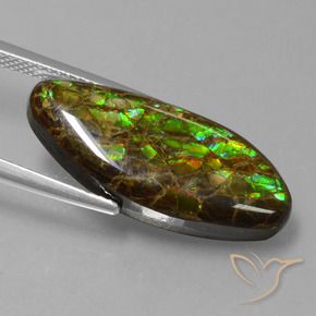 Ammolite Multicolore naturale da 9.86 ct, Taglio a fantasia, Opaco