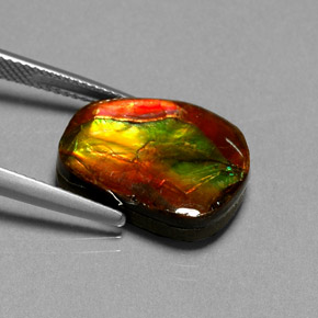 Ammolite naturale multicolore da 10,55 ct, forma fantasia, opaco
