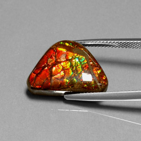 Ammolite naturale multicolore da 11,49 ct, forma fantasia, opaco